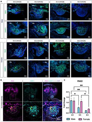 PAX2+ Mesenchymal Origin of Gonadal Supporting Cells Is Conserved in Birds